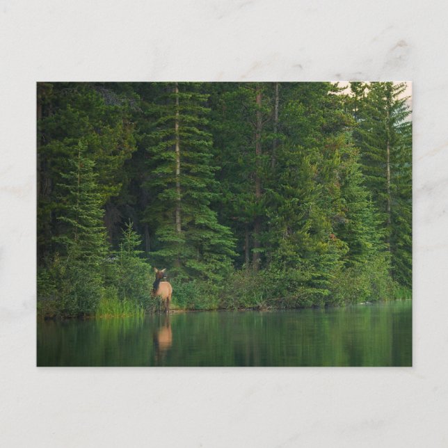 Forests | Elk at Banff National Park Alberta Postcard (Front)