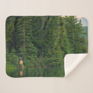 Forests Elk at Banff National Park Alberta Sherpa Blanket