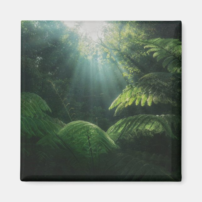 Forests | Ferns in Rainforest Magnet (Front)
