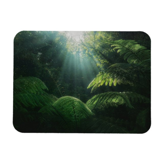 Forests | Ferns in Rainforest Magnet (Horizontal)