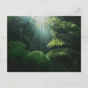 Forests Ferns in Rainforest Postcard