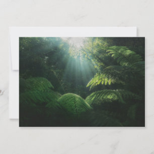 Forests   Ferns in Rainforest Thank You Card