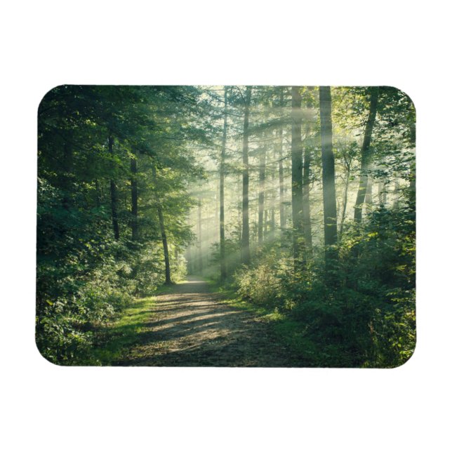 Forests | Forest Path Hamburg Germany Magnet (Horizontal)