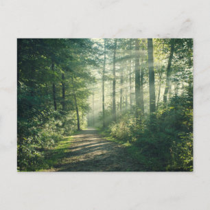 Forests Forest Path Hamburg Germany Postcard