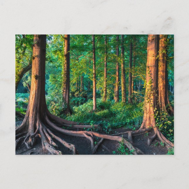 Forests | Greenery & Woodland Postcard (Front)