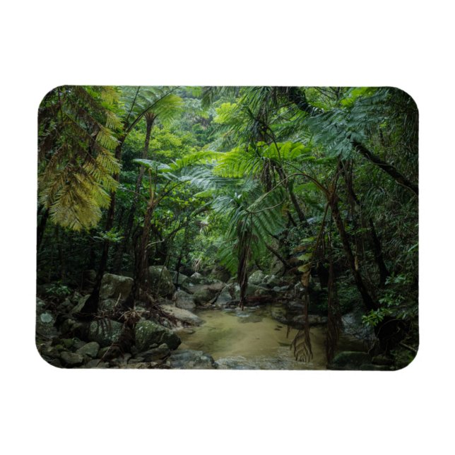 Forests | Iriomote Ishigaki National Park Magnet (Horizontal)