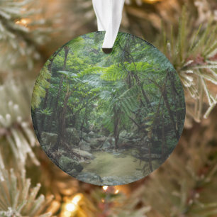 Forests Iriomote Ishigaki National Park Ornament