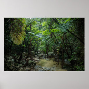 Forests   Iriomote Ishigaki National Park Poster