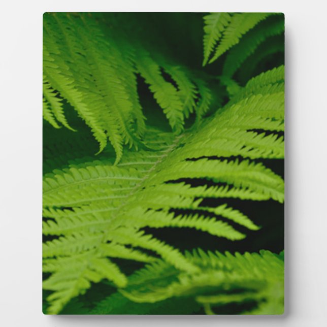 Forests & Jungles Plaque (Front)
