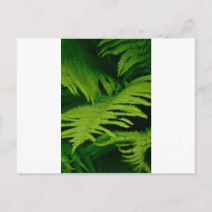 Forests & Jungles Postcard