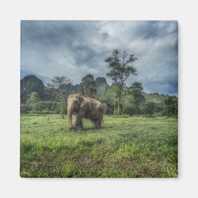 Forests | Kao Sok National Park Magnet (Front)