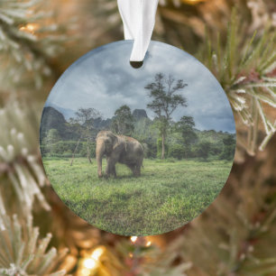 Forests Kao Sok National Park Ornament