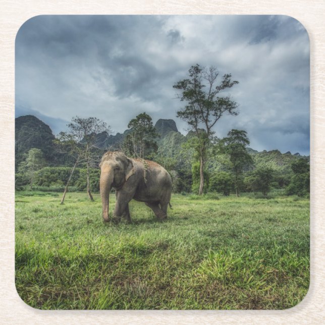 Forests | Kao Sok National Park Square Paper Coaster (Front)