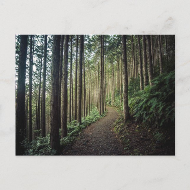 Forests | Mountains of Wakayama Japan Postcard (Front)