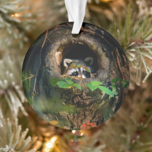Forests   Raccoon Peeking Ornament