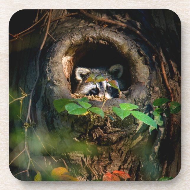 Forests | Racoon Peeking Coaster (Front)