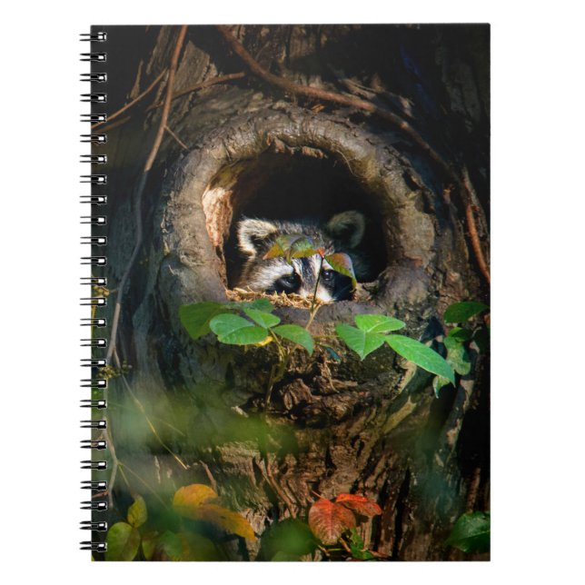 Forests | Racoon Peeking Notebook (Front)