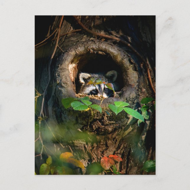 Forests | Racoon Peeking Postcard (Front)