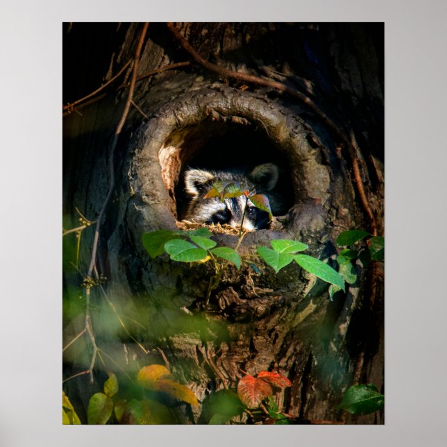 Forests | Racoon Peeking Poster (Front)