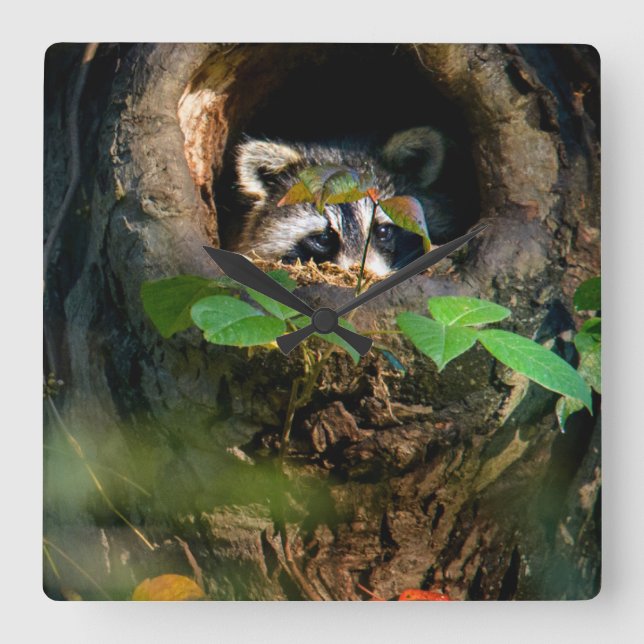 Forests | Racoon Peeking Square Wall Clock (Front)