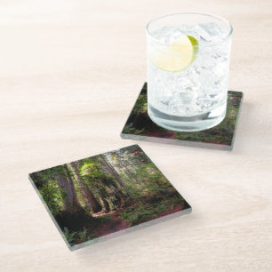Forests Redwood Forest California Glass Coaster