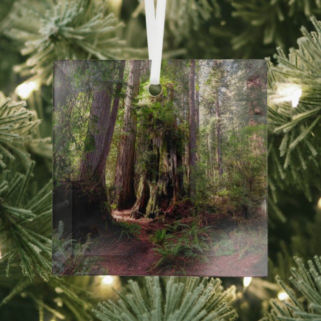 Forests | Redwood Forest California Glass Tree Decoration (Insitu)