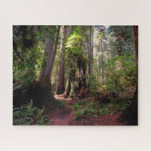 Forests   Redwood Forest California Jigsaw Puzzle