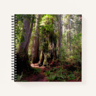 Forests   Redwood Forest California Notebook