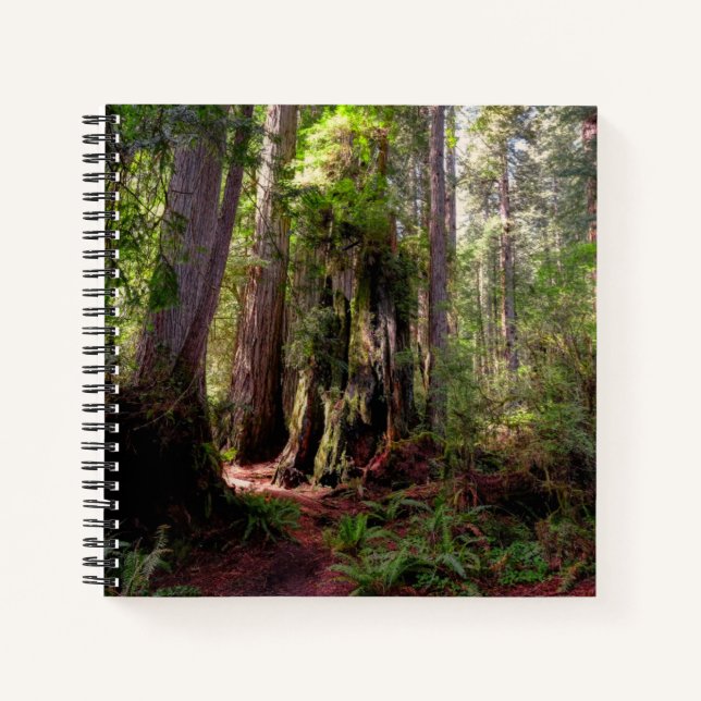 Forests | Redwood Forest California Notebook (Front)