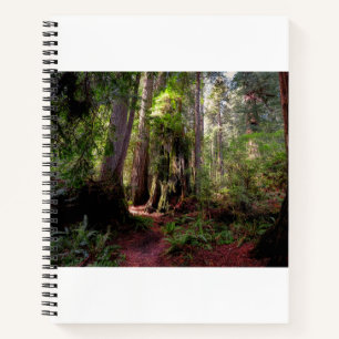 Forests Redwood Forest California Notebook
