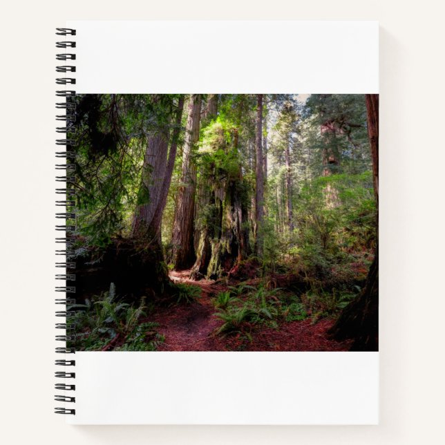 Forests | Redwood Forest California Notebook (Front)