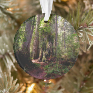 Forests   Redwood Forest California Ornament