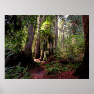 Forests Redwood Forest California Poster