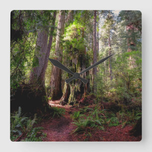 Forests   Redwood Forest California Square Wall Clock