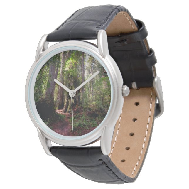 Forests | Redwood Forest California Watch (Angled)