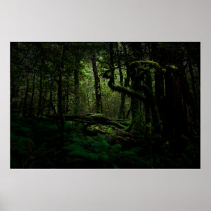 Forests   Routeburn Track Fiordland National Park Poster