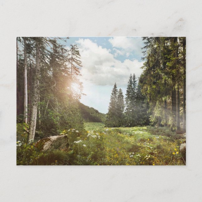 Forests | Sun Peeking Thru Postcard (Front)