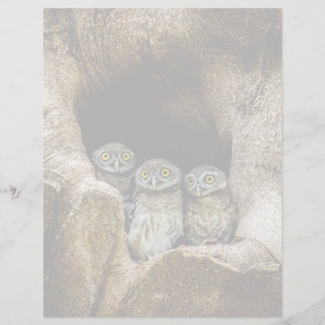 Forests | Three Owls Looking (Front)