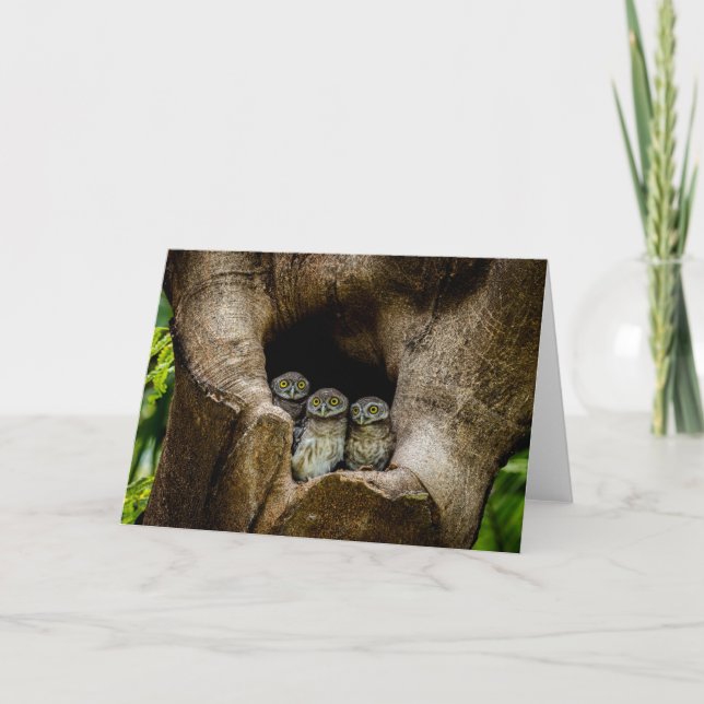 Forests | Three Owls Looking Card (Front)