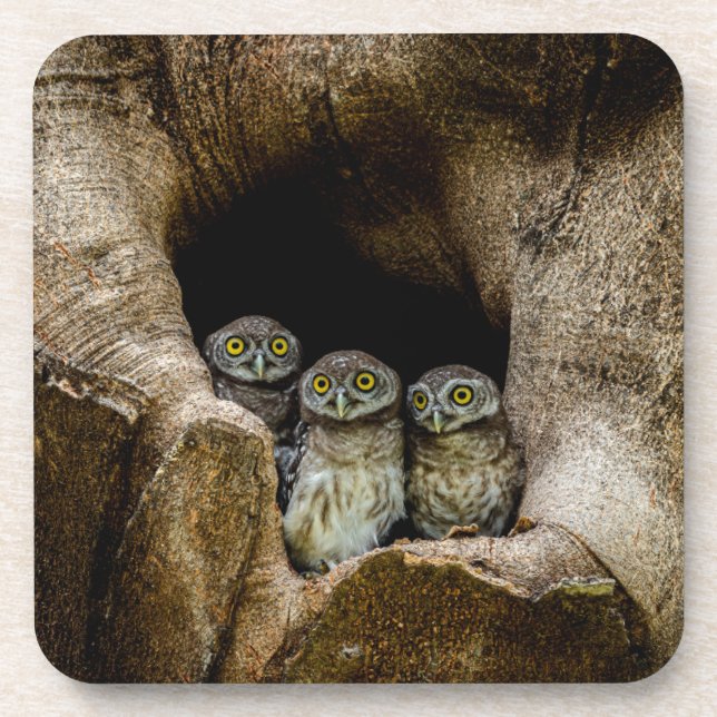 Forests | Three Owls Looking Coaster (Front)