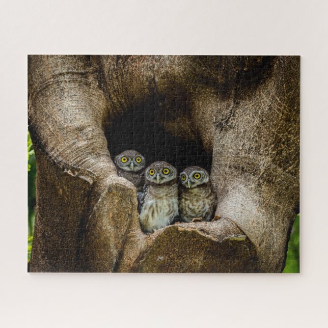 Forests | Three Owls Looking Jigsaw Puzzle (Horizontal)