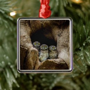 Forests   Three Owls Looking Metal Ornament