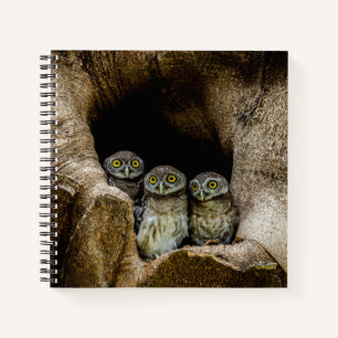 Forests Three Owls Looking Notebook