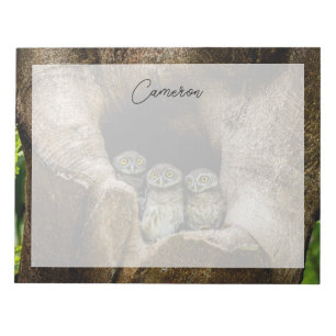 Forests   Three Owls Looking Notepad