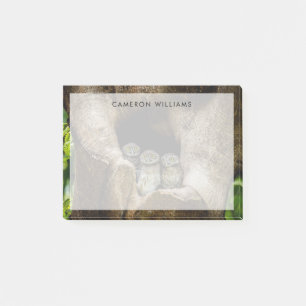 Forests   Three Owls Looking Post-it Notes