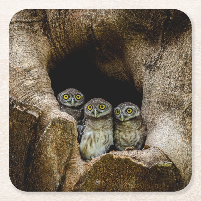 Forests | Three Owls Looking Square Paper Coaster (Front)