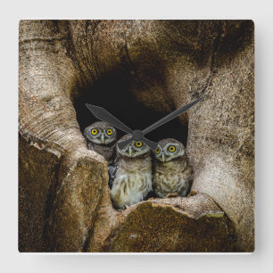 Forests Three Owls Looking Square Wall Clock