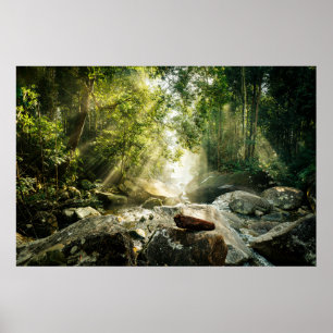 Forests Tropical Jungle Forest Poster