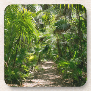 Forests   Tropical Rainforest Tulum Mexico Coaster