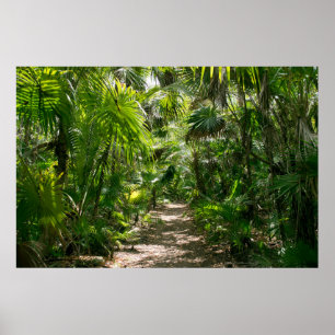 Forests   Tropical Rainforest Tulum Mexico Poster